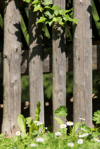 Flowers in the Fence